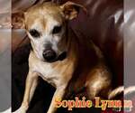 Small Photo #4 Chiweenie Puppy For Sale in San Antonio, TX, USA