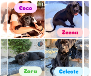 Cane Corso Puppy for Sale in WOODLAND HILLS, California USA