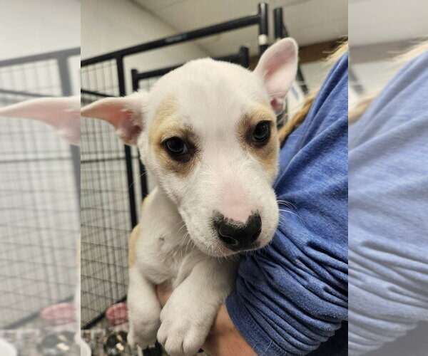 Medium Photo #1 Mutt Puppy For Sale in Candler, NC, USA