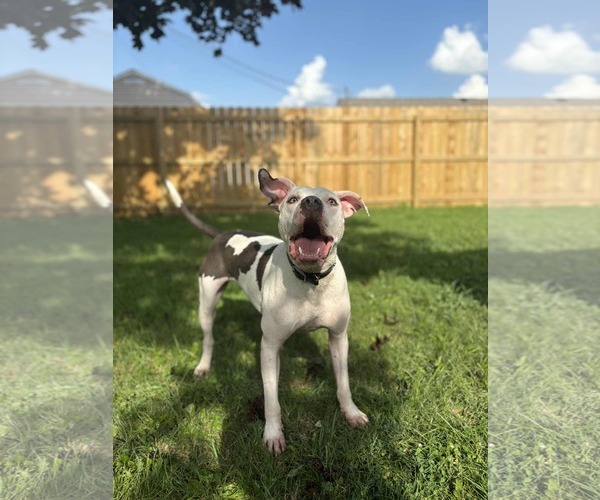 Medium Photo #4 American Pit Bull Terrier-Unknown Mix Puppy For Sale in Germantown, OH, USA