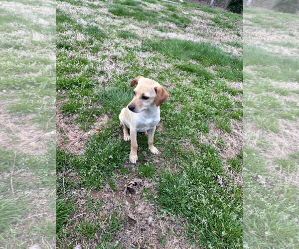 Medium Photo #4 Chihuahua-Unknown Mix Puppy For Sale in Ball Ground, GA, USA