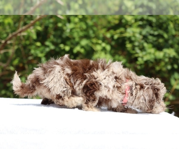 Medium Photo #14 ShihPoo Puppy For Sale in DYERSBURG, TN, USA