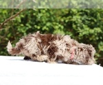 Small #13 ShihPoo