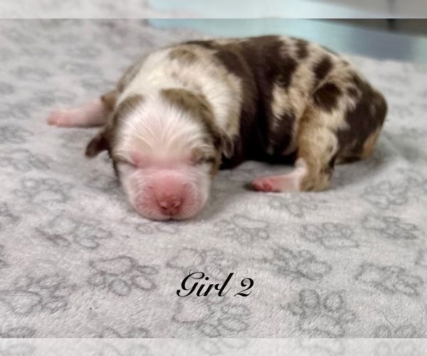 Medium Photo #68 Australian Shepherd Puppy For Sale in SALISBURY, NC, USA