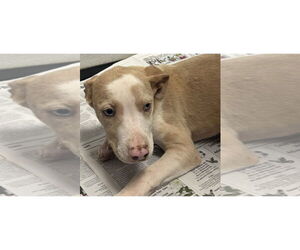 Catahoula Leopard Dog-Unknown Mix Dogs for adoption in Sanford, FL, USA
