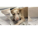 Small Catahoula Leopard Dog Mix