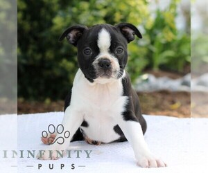 Boston Terrier Puppy for sale in MANHEIM, PA, USA