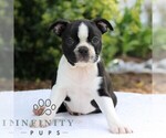 Small Boston Terrier