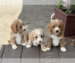 Small #5 Goldendoodle (Miniature)