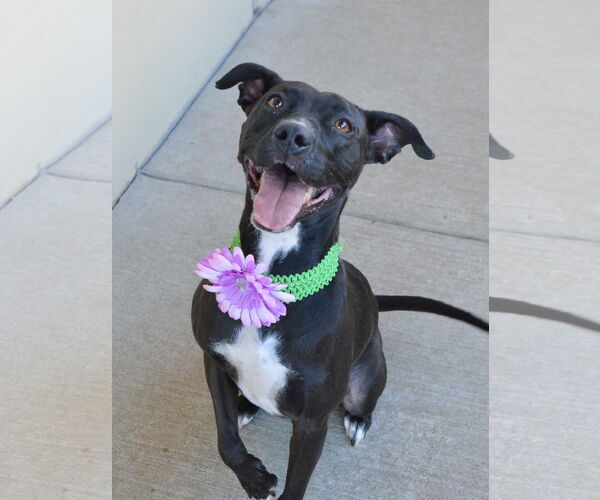 Medium Photo #3 American Pit Bull Terrier-Unknown Mix Puppy For Sale in McKinney, TX, USA