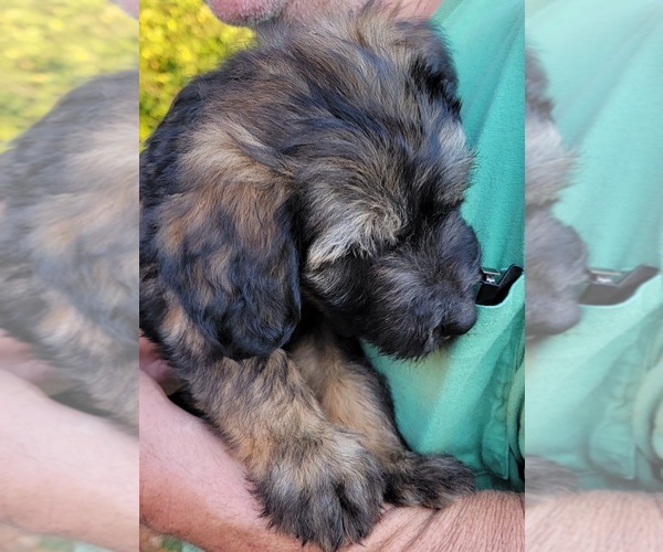 Medium Photo #4 Aussiedoodle Puppy For Sale in ARCHDALE, NC, USA