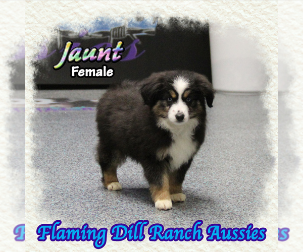 Medium Photo #1 Miniature Australian Shepherd Puppy For Sale in FORESTBURG, TX, USA