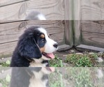 Small #14 Bernese Mountain Dog