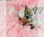 Small #19 French Bulldog