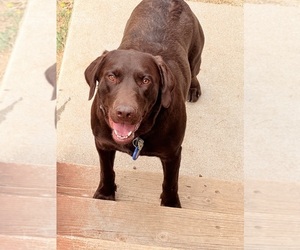 Father of the Goldador Doodle puppies born on 10/26/2025