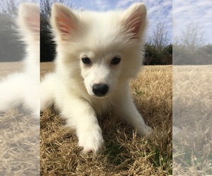American Eskimo Dog Puppy for sale in MARYVILLE, TN, USA