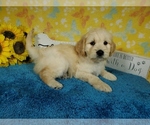 Small Photo #2 Goldendoodle Puppy For Sale in PEYTON, CO, USA