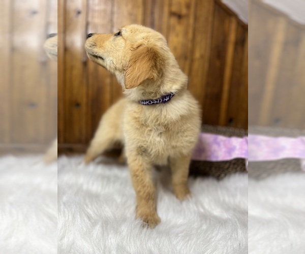 Medium Photo #7 Golden Retriever Puppy For Sale in NEOLA, WV, USA