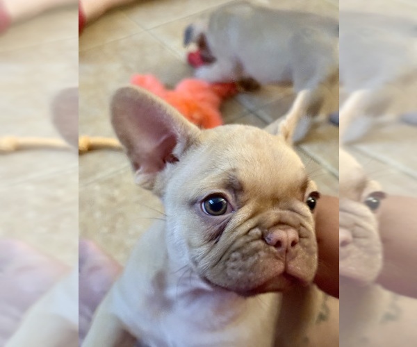 Medium Photo #1 French Bulldog Puppy For Sale in PHOENIX, AZ, USA