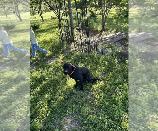 Medium Photo #1 Labrador Retriever Puppy For Sale in GOODSON, MO, USA