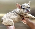 Small French Bulldog