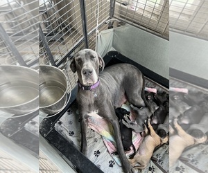Mother of the Great Dane puppies born on 06/02/2025