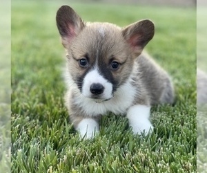 Pembroke Welsh Corgi Puppy for sale in KERMAN, CA, USA