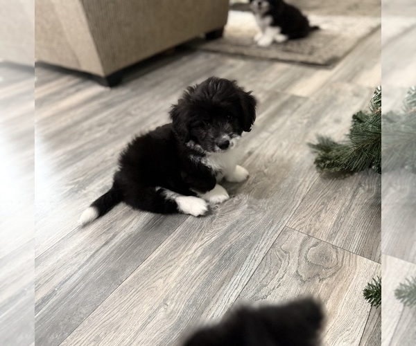 Medium Photo #2 Goldendoodle-Pembroke Welsh Corgi Mix Puppy For Sale in CRESCENT CITY, CA, USA