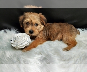 Medium Poodle (Miniature)-Shorkie Tzu Mix