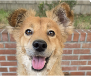 Mutt Dogs for adoption in San Ramon, CA, USA