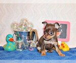 Puppy Whitaker Chihuahua