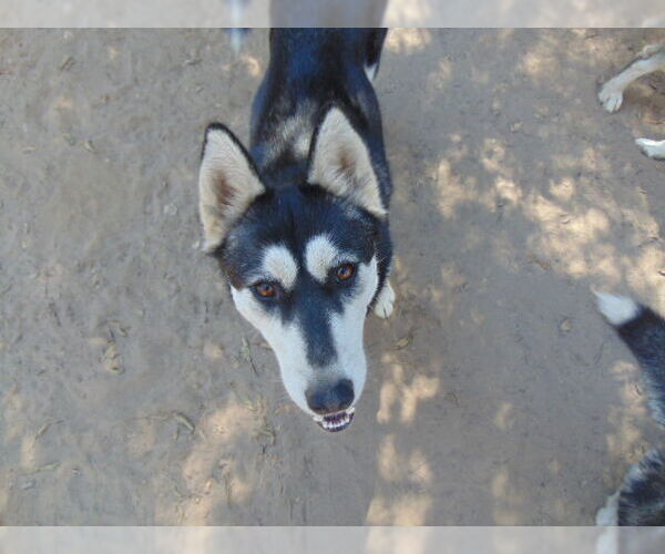 Medium Photo #7 Siberian Husky Puppy For Sale in Pacific grove , CA, USA