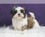 Small Photo #20 Shih Tzu Puppy For Sale in WARSAW, IN, USA