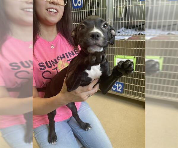 Medium Photo #1 Boxer-Unknown Mix Puppy For Sale in Rosenberg, TX, USA