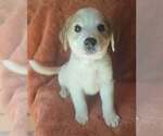 Small Great Pyrenees Mix