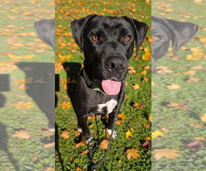 Bull Terrier-Labrador Retriever Mix Dogs for adoption in Rockaway, NJ, USA