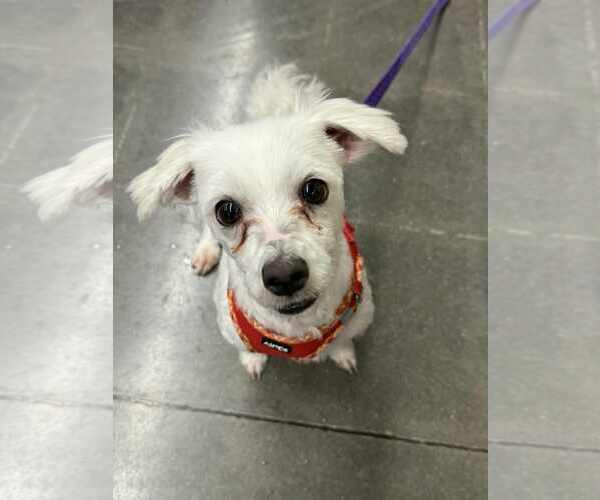 Medium Photo #4 Cotonese Puppy For Sale in Lee's Summit, MO, USA