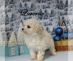 Image preview for Ad Listing. Nickname: Laverne