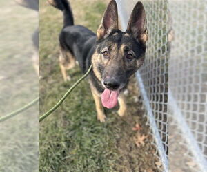 German Shepherd Dog Dogs for adoption in Louisville, KY, USA