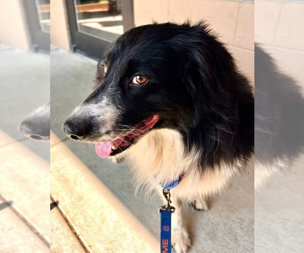 Medium Photo #1 Border-Aussie Puppy For Sale in Highland, IL, USA