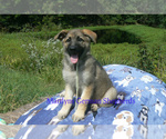 Small #4 German Shepherd Dog