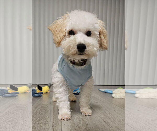 Medium Photo #3 Cock-A-Poo Puppy For Sale in Wheaton, IL, USA