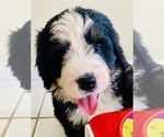 Small Photo #5 Bernedoodle Puppy For Sale in FLEMING ISLAND, FL, USA