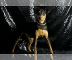 Small #9 Miniature Pinscher
