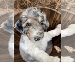 Small Photo #1 Aussiedoodle Puppy For Sale in CHAPEL HILL, NC, USA