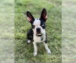 Small Boston Terrier