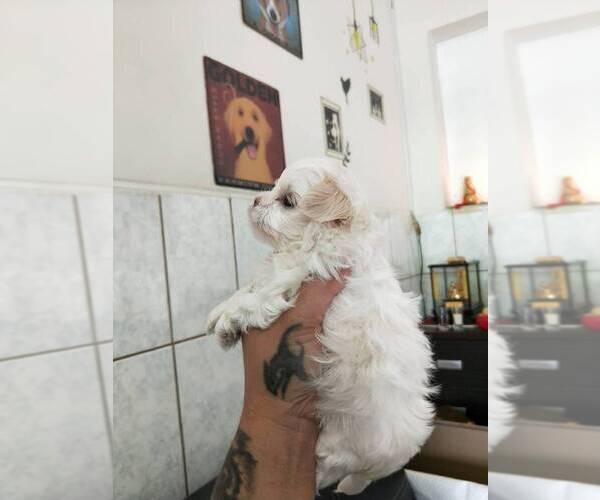 Medium Photo #6 Maltese Puppy For Sale in HILO, HI, USA
