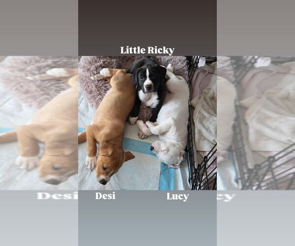 Medium Photo #3 American Staffordshire Terrier-Unknown Mix Puppy For Sale in Wenonah, NJ, USA