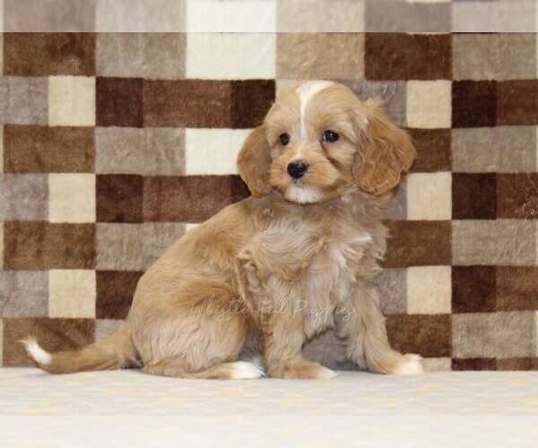 Medium Photo #4 Bernedoodle (Miniature)-Cavapoo (Miniature) Mix Puppy For Sale in DENVER, PA, USA
