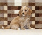 Small #3 Bernedoodle (Miniature)-Cavapoo (Miniature) Mix